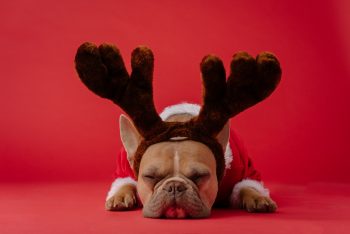 A dog wearing a reindeer antlers headband.